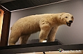 VBS_0924 - Riapre il Museo di Scienze Naturali dopo dieci anni di chiusura